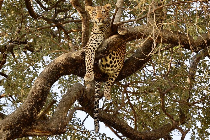 1 Day Tanzania Sharing Budget Group joining Tour to Ngorongoro - The shared-group question you should not ignore