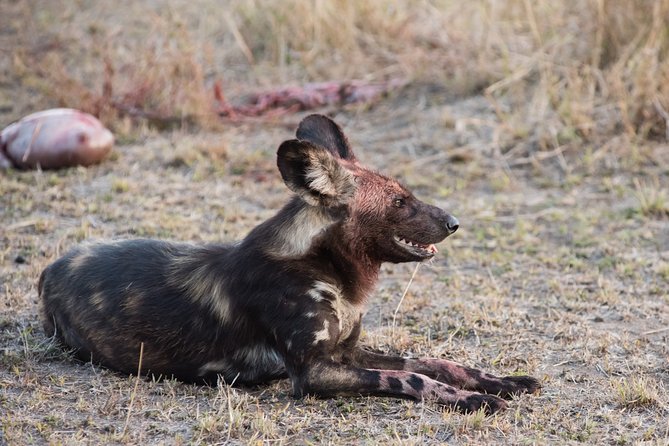 1 days Tanzania Sharing Joining group Safari - Ngorongoro Crater - Key points to know before booking