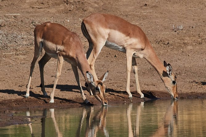 1 days Tanzania Sharing Joining group Safari - Ngorongoro Crater - The afternoon drive and 4:00 pm departure