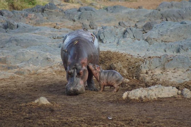 1 Daytrip Amazing to Ngorongoro Crater from Arusha or Moshi - Should you book this Ngorongoro day trip?