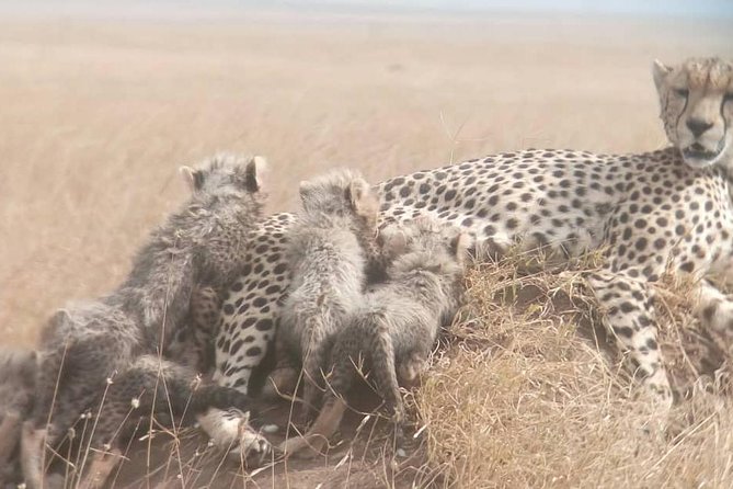 1 Daytrip Amazing to Ngorongoro Crater from Arusha or Moshi - The 6:00 am start from Arusha or Moshi