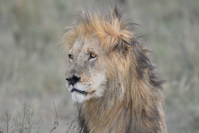 10-Day Amazing Comfort Camping Safari - Ngorongoro combines a sunrise drive with a crater descent