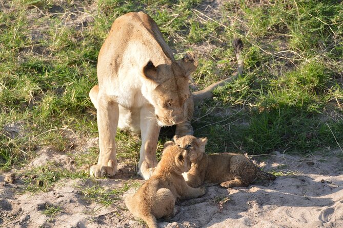 10-Day Amazing Comfort Camping Safari - Tarangire closes with elephants and swamp country