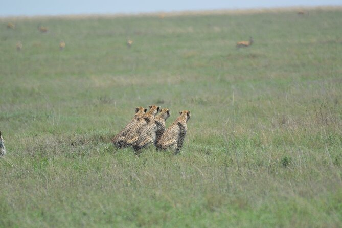 10-Day Amazing Comfort Camping Safari - Lake Manyara rewards early starts and patient birdwatching
