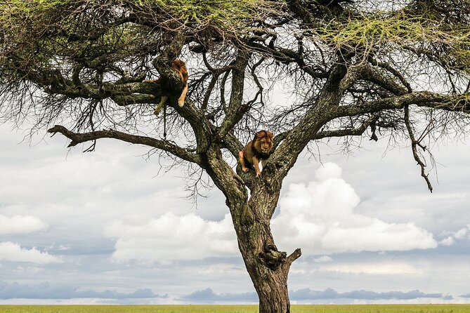 10-Day Predators Tanzania Safari Luxury Package - A strong northern Tanzania route in ten days
