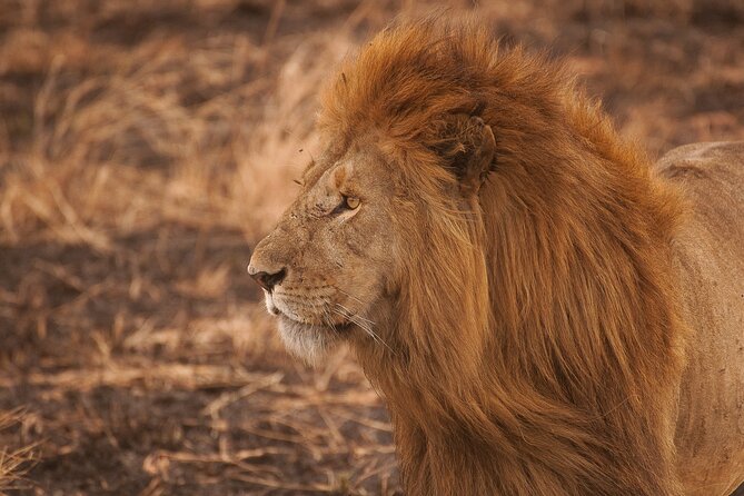 10-Day Predators Tanzania Safari Luxury Package - Day 9: Ngorongoro Crater and Lake Eyasi