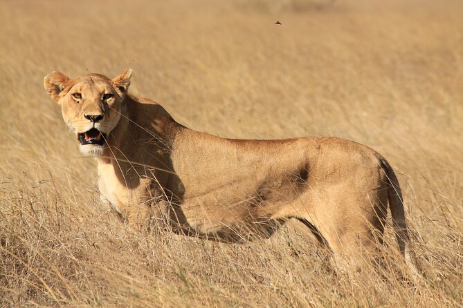 10-Day Predators Tanzania Safari Luxury Package - Day 10: Datoga and Hadzabe culture near Lake Eyasi