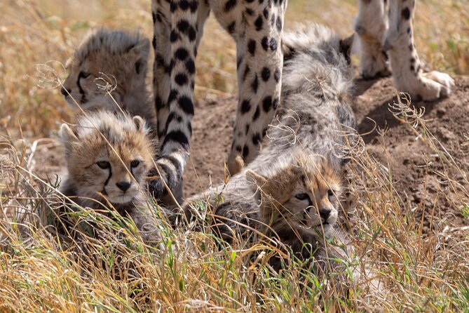10-Day Predators Tanzania Safari Luxury Package - Days 2 and 3: Two very useful days in Tarangire