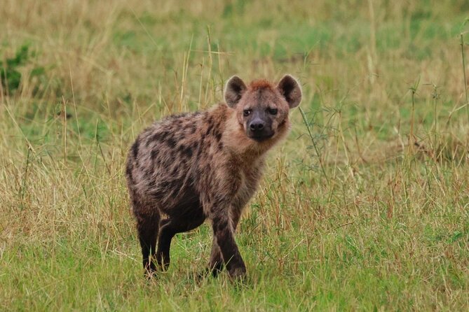 10 Day Serengeti, Ngorongoro Crater and Zanzibar Private Tour - From Arusha to the Serengeti plains