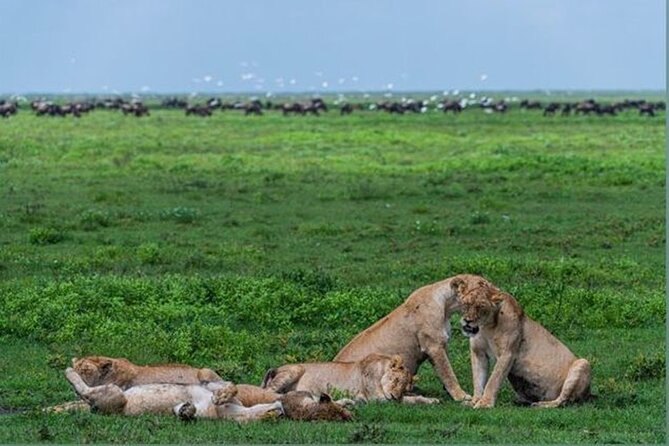 10 Day Serengeti, Ngorongoro Crater and Zanzibar Private Tour - Ngorongoro Crater, a compact wildlife world