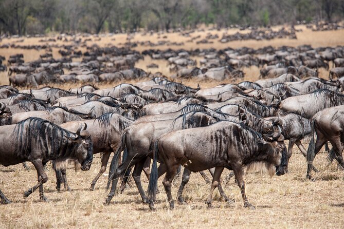 10-Day Serengeti Wildebeest Migration Safari from Arusha - Day 9: Tarangire’s elephants and birds