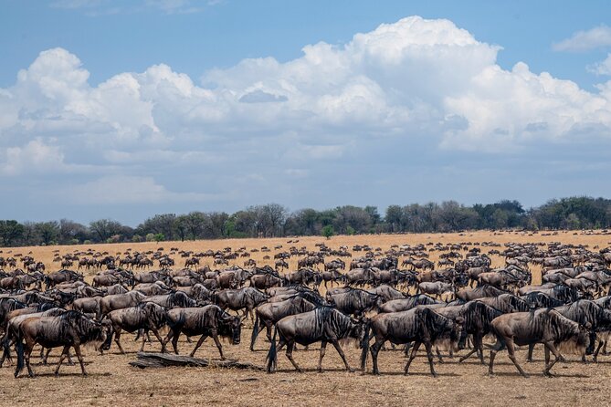10-Day Serengeti Wildebeest Migration Safari from Arusha - Day 1: An easy arrival in Arusha