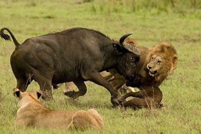 10 days family safari Tanzania - Six parks and lakes in one northern Tanzania route