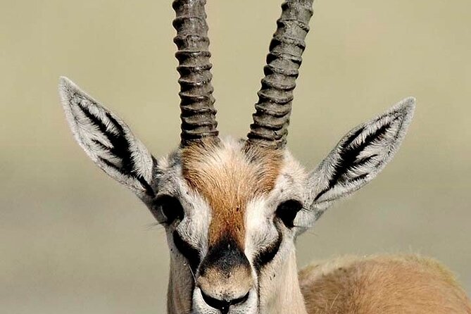 10 days family safari Tanzania - Lake Natron brings flamingos and a slower change of pace