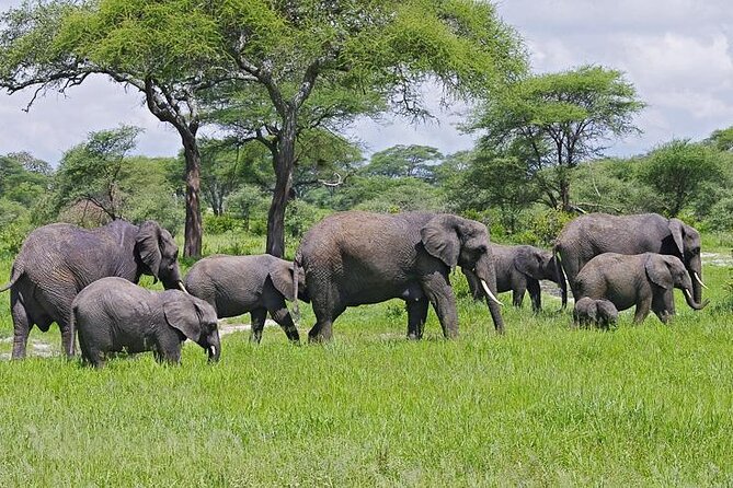 10 days family safari Tanzania - Two game-drive days in the Serengeti