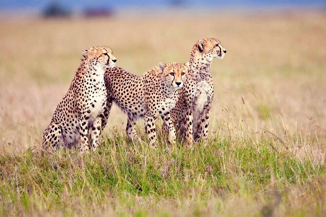 10 days family safari Tanzania - Ngorongoro Conservation Area and optional cultural stops