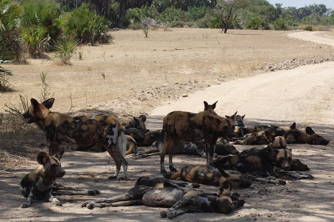 10 days Safari to Nyerere NP, Ruaha NP, Udzungwa NP and Mikumi NP + Isimila Site - Days 5 and 6: Ruaha’s river, baobabs, and rocky country