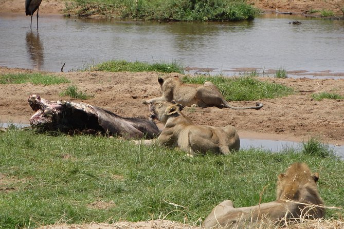 10 days Safari to Nyerere NP, Ruaha NP, Udzungwa NP and Mikumi NP + Isimila Site - Day 2: A full game drive in Nyerere National Park