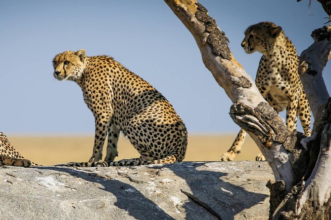 12 Days Amazing Tanzania Wildlife and Cultural Experience - Why this safari covers more than the usual park circuit