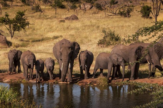 12 Days Amazing Tanzania Wildlife and Cultural Experience - Day 1: Arusha gives you room to settle in