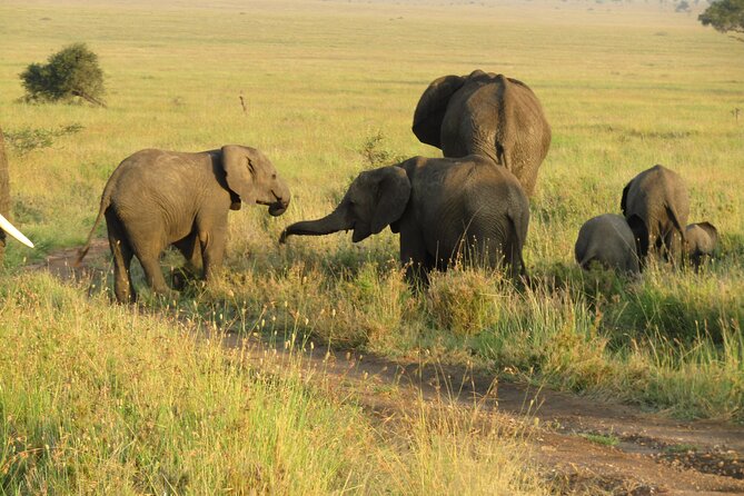 12 Days Safari Tour around Mt Kilimanjaro off the beaten - Mkomazi National Park and African wild dogs
