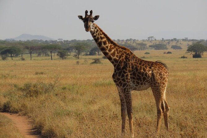 12 Days Safari Tour around Mt Kilimanjaro off the beaten - Lake Manyara’s forest and birdlife