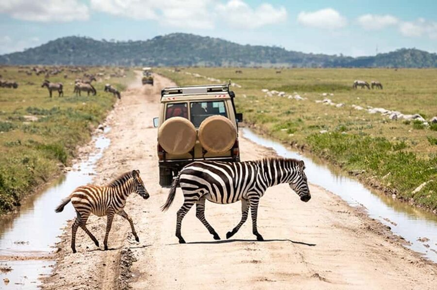 2 DAY-ADVENTURE SAFARI IN TANZANIA - Two parks, two very different safari moods