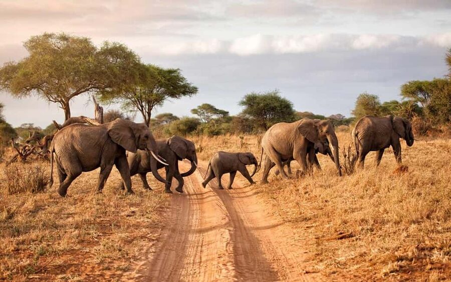 2 DAY-ADVENTURE SAFARI IN TANZANIA - Morning pickup and the road to Tarangire