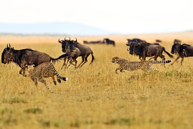2 Day Budget Safari in Tarangire and Ngorongoro From Arusha - Why this two-park route works so well