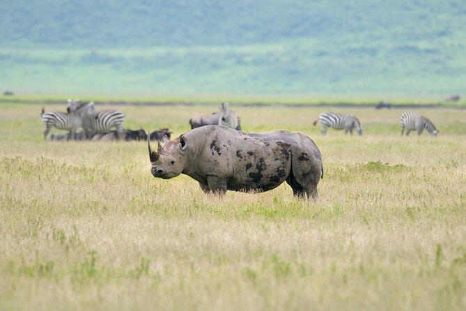 2 Day Budget Safari in Tarangire and Ngorongoro From Arusha - Who should choose this safari
