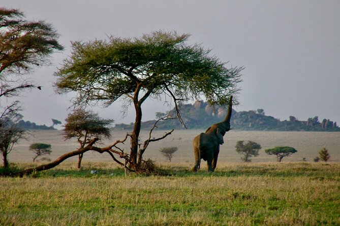 2-Day Private Guided Tour to Tarangire and Ngorongoro - The night between parks needs clarification