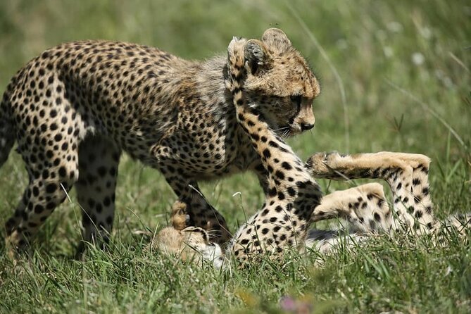 2-Day Private Guided Tour to Tarangire and Ngorongoro - Lunch inside the crater and the return to Arusha