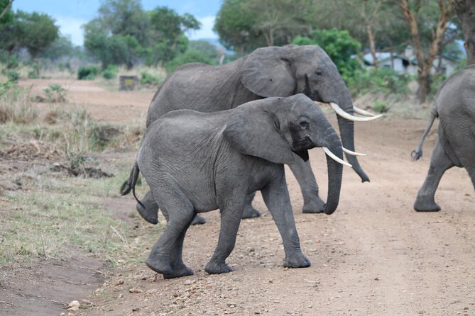 2-Day Private Mikumi National Park Tour with Pickup - Why Mikumi works for a short safari from Dar es Salaam