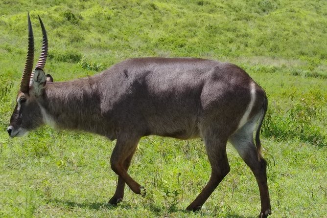 2 Day Safari Tarangire and Ngorongoro Crater - Starting in Arusha with a small group