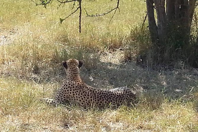 2 Day safari to Mikumi departure from Zanzibar - The first game drive: good chances, no guarantees