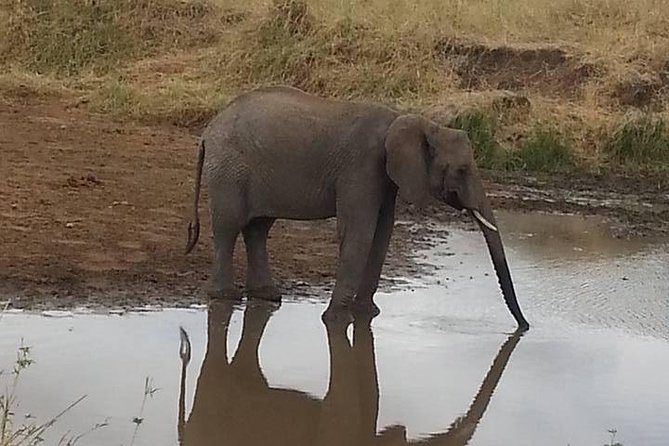 2 Day safari to Mikumi departure from Zanzibar - Day two: an early start and a final game drive