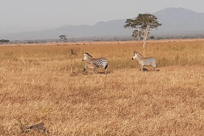 2 Day safari to Mikumi departure from Zanzibar - The guides can make or break the safari