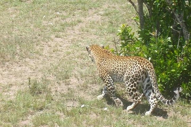 2 Day safari to Mikumi departure from Zanzibar - Who should book this experience?