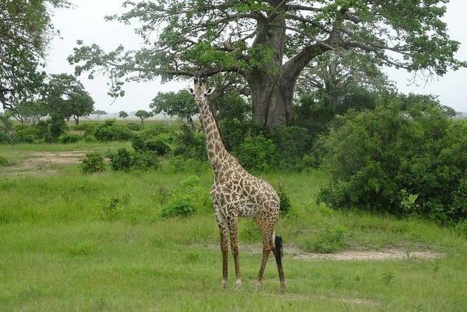 2 Day Safari To Mikumi National Park + transfers from Dar Es Salam - Why Mikumi works for a short safari from Dar es Salaam