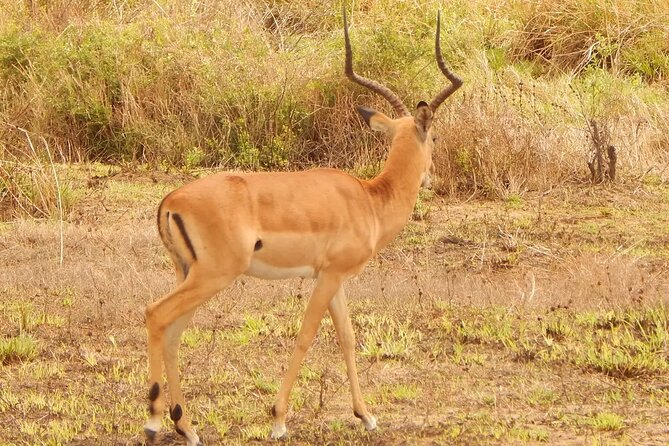 2 Day Safari To Mikumi National Park + transfers from Dar Es Salam - Is $902.57 per person good value?