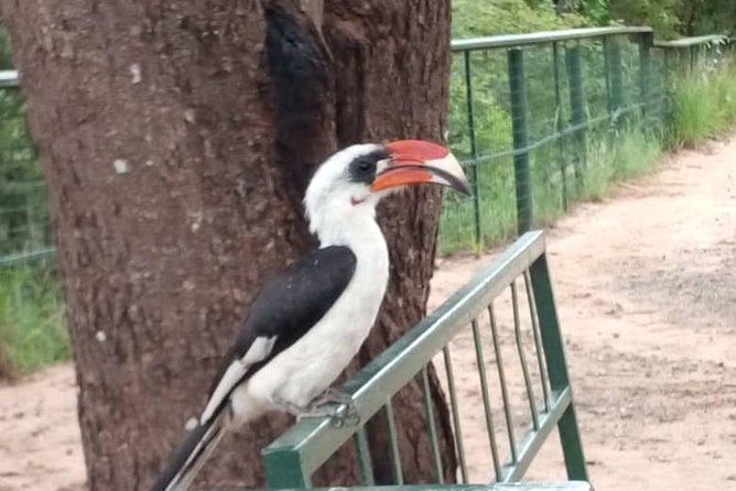 2 Day Safari To Mikumi National Park + transfers from Dar Es Salam - What wildlife can you reasonably expect?