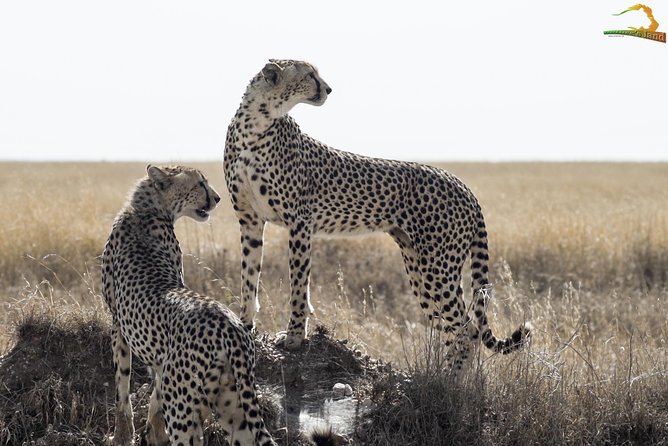 2 Day Serengeti Safari Experience from Mwanza - From Mwanza to the western Serengeti