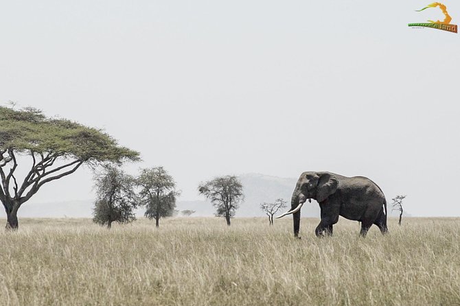 2 Day Serengeti Safari Experience from Mwanza - Camping or lodge for the overnight stay