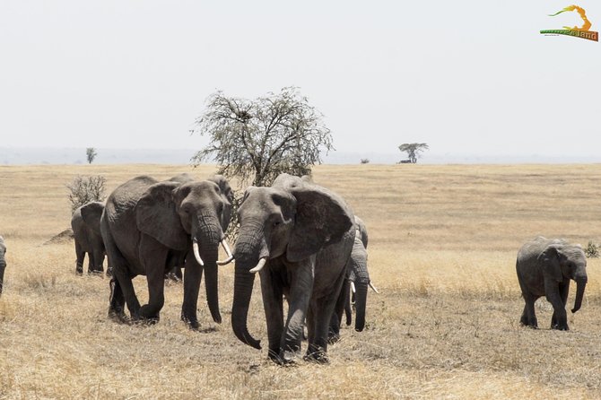 2 Day Serengeti Safari Experience from Mwanza - What the $1,364.11 price really covers