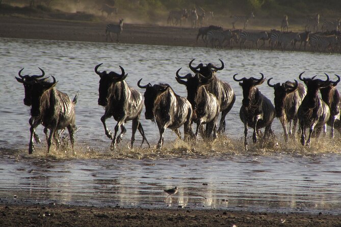 2-Day Sublime Safari to Tarangire and Ngorongoro Safari - Why the open-roof Land Cruiser matters