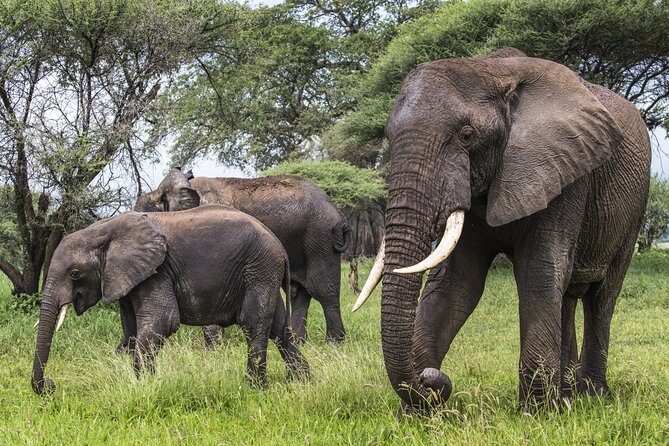 2-Day Sublime Safari to Tarangire and Ngorongoro Safari - The strongest points from the service