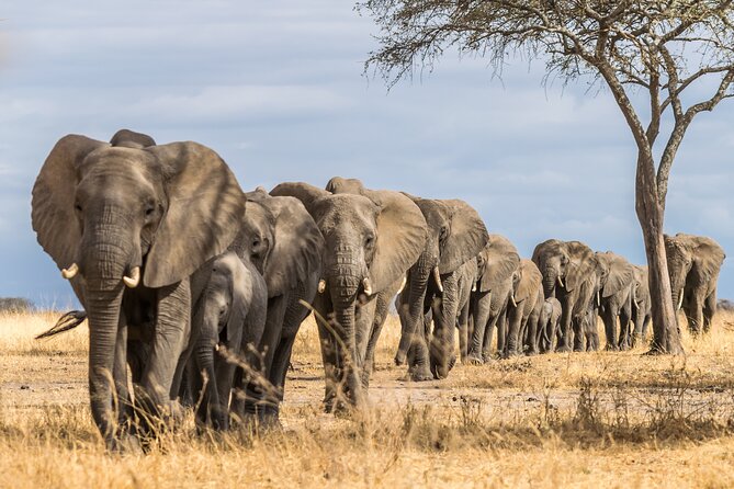2-Day Sublime Safari to Tarangire and Ngorongoro Safari - Who will get the most from this safari