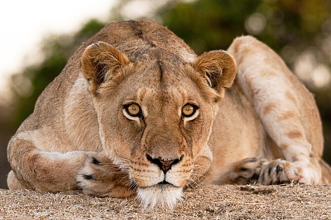 2-Day Sublime Safari to Tarangire and Ngorongoro Safari - Practical details that can affect your day