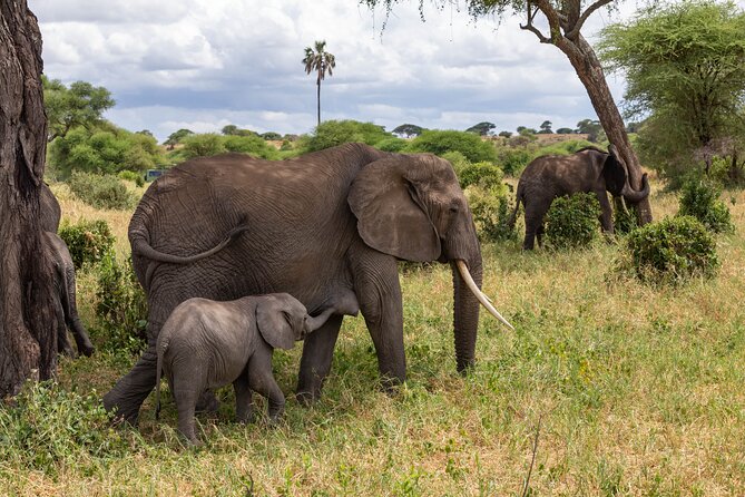 2 Day Tanzania Safari in Tarangire and Ngorongoro Crater - Two parks, two very different wildlife settings