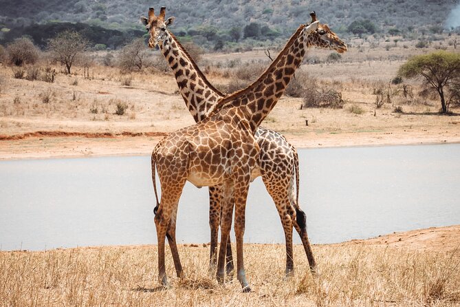 2 Day Tanzania Safari in Tarangire and Ngorongoro Crater - The Land Cruiser and daily comfort